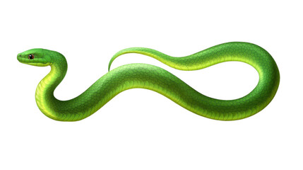 green snake isolated on white background