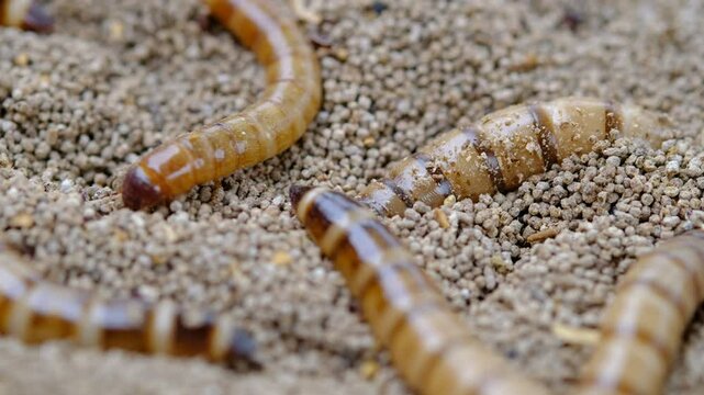 King mealworm (zophobas morio) is a popular feed ingredient that is widely used to give to reptiles, songbirds and other poultry.