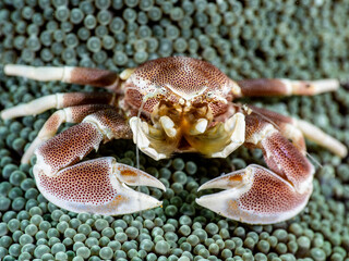 Spotted Porcelain Crab (Neopetrolisthes maculatus) © Tomek