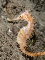 Spiny Seahorse (Hippocampus histrix)