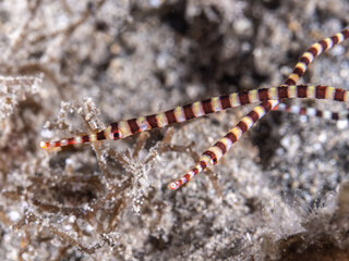 Banded pipefish (Dunckerocampus dactyliophorus)