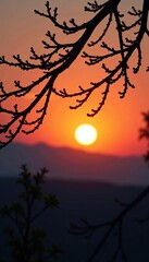 Delicate tree branches stretching towards the orange sky at sunset, twilight, twig, landscape
