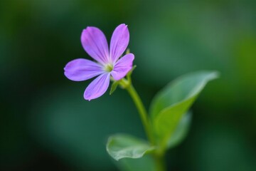 delicate violet flower on a slender stem with leaves, botanical, nature