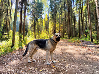 A German Shepherd standing proudly on a wooded path in a sunlit forest during autumn with colorful leaves scattered on the ground