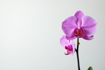 Obraz premium white background with blooming purple elongated flower stalk of Vanda orchid, orchids, plant,