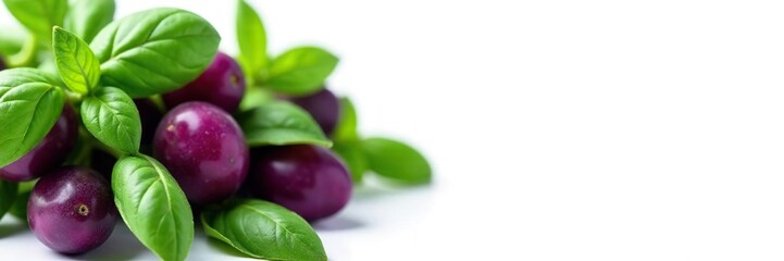 Obraz premium White background with clusters of purple and green basil leaves, leafy greens, nature, herb