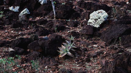 Socotra Islands unique plants and rocky landscape highlight its natural beauty