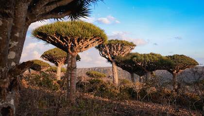 Unique dragon blood trees flourish under the clear sky on Socotra Island during golden hour