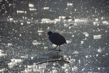 A Eurasian coot walks on a frozen lake