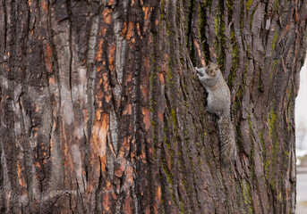 Écureuil sur arbre, jour, horizontal