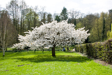 A cherry tree with blossom in a garden.