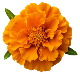 A vibrant orange marigold flower with delicate ruffled petals and green leaves against a black background.