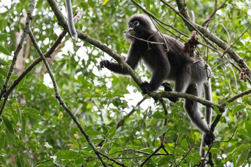 Dusky Leaf Monkey, the spectacled langur or the spectacled leaf monkey climbing a tree