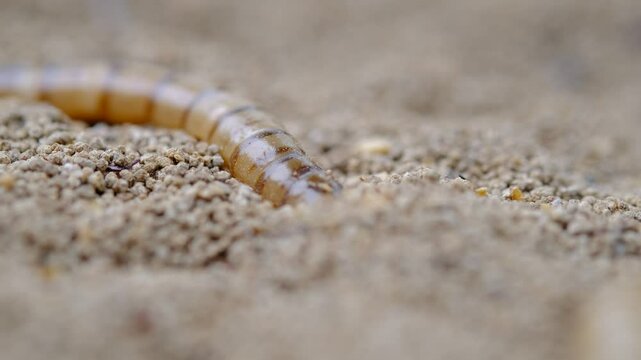 King mealworm (zophobas morio) is a popular feed ingredient that is widely used to give to reptiles, songbirds and other poultry.