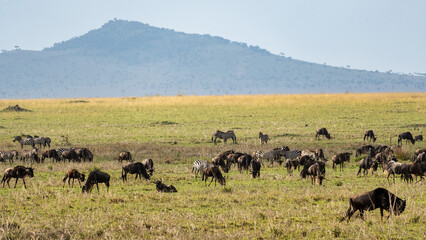 Wildebeests Grazing on the Open Serengeti Plain with Majestic Mountains in the Background Serengeti...