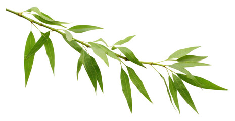 Naklejka premium PNG Green bamboo with leaves plant green leaf.