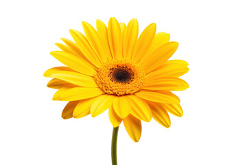 Close-up of a yellow gerbera daisy highlighting its delicate petals and vivid color, isolated on white background