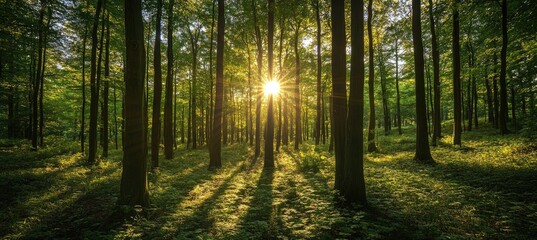 Sunlight Piercing Forest Canopy
