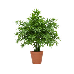 Fototapeta premium Green Leafy House Plant in Terracotta Pot on White Background