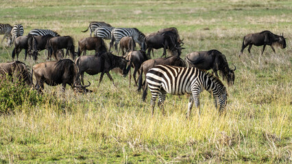 Zebras Grazing Majestically Amongst Wildebeests in the Vast African Savanna Landscape Serengeti Tanzania Africa