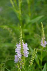 Digitalis blooming in vibrant pink