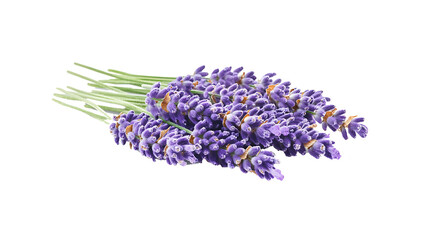 A bouquet of lavender and lilac flowers isolated on a white background © Ghazala