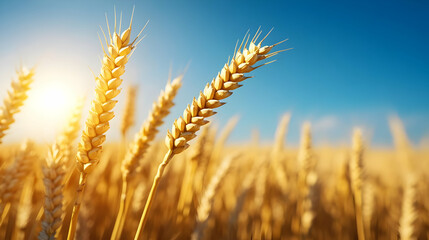 Fototapeta premium Golden wheat field basking in the sunlight, showcasing nature's bounty and agricultural beauty under a clear blue sky.