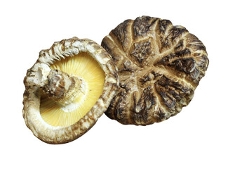 Two top-quality shiitake mushrooms grown on Mt. Halla in Jeju