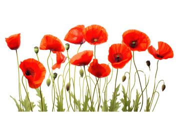 Obraz premium Bright red poppies in full bloom with delicate petals and green stems isolated on white background