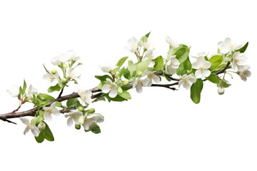 Branch of Vernicia fordii tree adorned with fresh blossoms and soft foliage isolated on white background