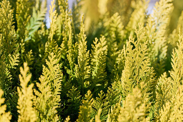 Close-up view of lush green foliage with bright golden tips illuminated by sunlight in a natural setting.