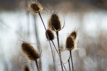 Obraz premium Winter Walk in the Park