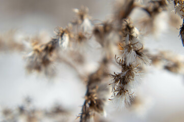 Winter Walk in the Park