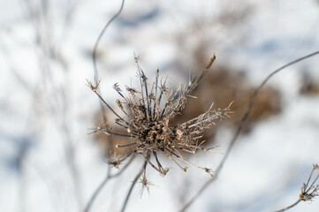 Winter Walk in the Park