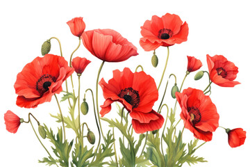 Naklejka premium Bright red poppies in full bloom with delicate petals and green stems isolated on white background