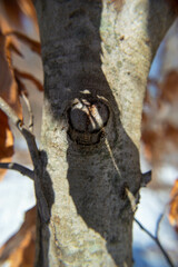 Winter Walk in the Park