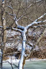 Winter Walk in the Park