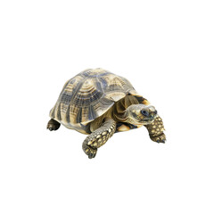 Obraz premium Close-up Portrait of a Unique Turtle with Intricate Shell Patterns