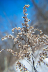 Winter Walk in the Park
