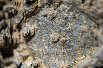 Winter Walk in the Park