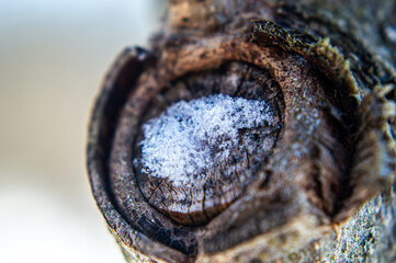 Winter Walk in the Park