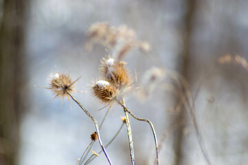 Winter Walk in the Park