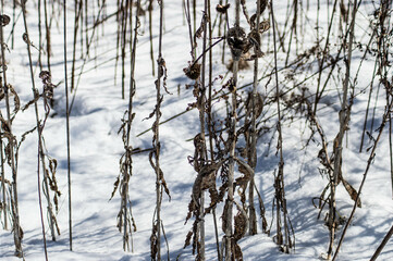 Winter Walk in the Park