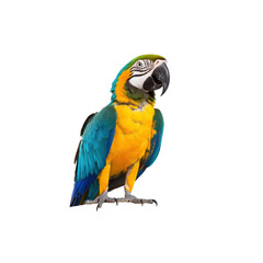 Fototapeta premium Vibrant Macaw Parrot with Blue and Yellow Feathers Against White Background