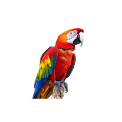 Naklejka premium Vibrant Scarlet Macaw Perched on a Branch with Colorful Feathers