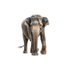 Obraz premium Majestic Elephant Standing Proudly in Natural Habitat Environment