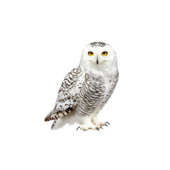 Majestic Snowy Owl Perched Elegantly on a Simple Background