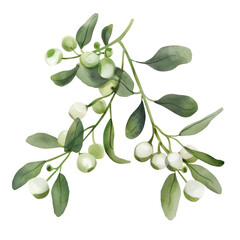 PNG White mistletoe illustration watercolor leaves.