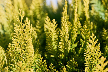 Lush green plants bask in warm sunlight, creating a serene atmosphere in a peaceful garden.