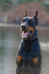 beautiful portrait of a Doberman on a background of water